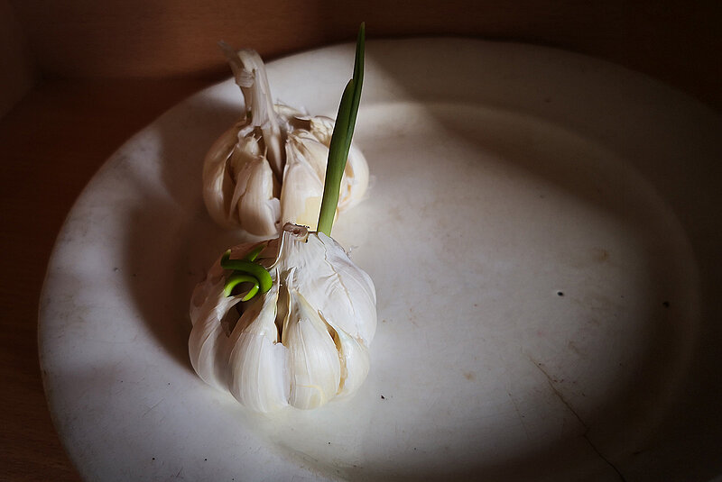 Izstāde "Universālā garša 2026"